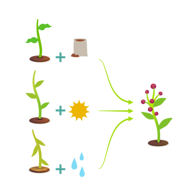 Botanica%20-%20choix